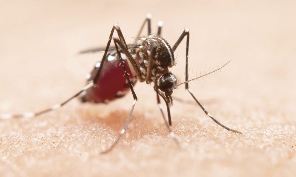 Principais sintomas da dengue clássica e hemorrágica INFORMA PARAÍBA