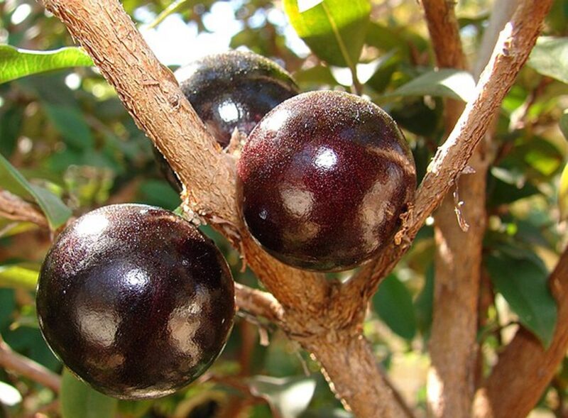 Casca da jabuticaba combate síndrome metabólica e obesidade - INFORMA ...